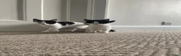 Domestic Shorthair cats for sale: Black and white domestic shorthair kittens - Advert 5