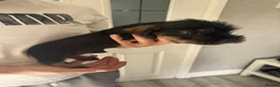 Dachshund dogs for sale: Beautiful Teckel Dachshund puppies for sale - Advert 9