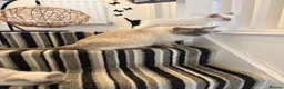 Ragdoll cats for sale: TICA REGISTERED RAGDOLL KITTENS  - Advert 5