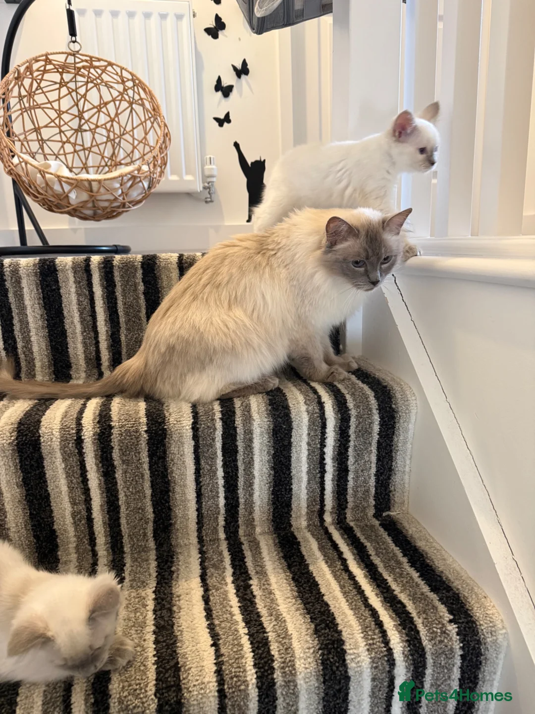Ragdoll cats for sale: TICA REGISTERED RAGDOLL KITTENS  - Advert 5