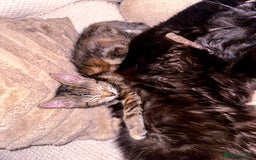 Mixed Breed cats for sale: Pretty little girls  - Image 9