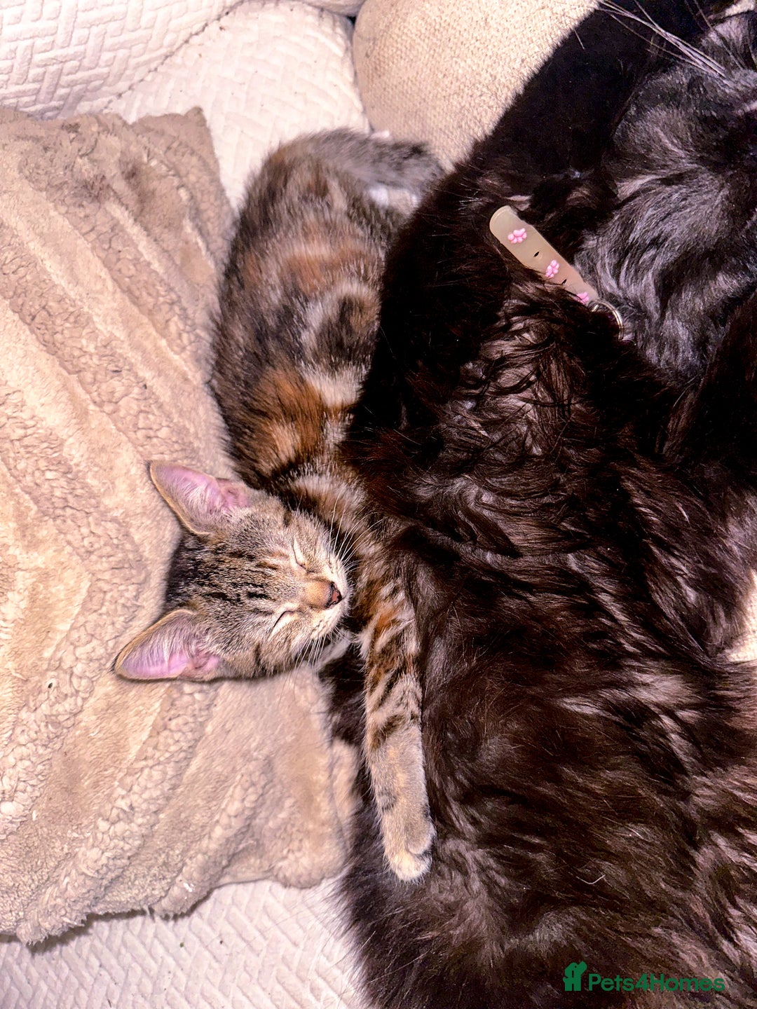 Mixed Breed cats for sale: Pretty little girls  - Image 9