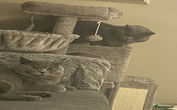 British Shorthair cats for sale: 2 x British Shorthair Cats GCCF BLH - Image 2