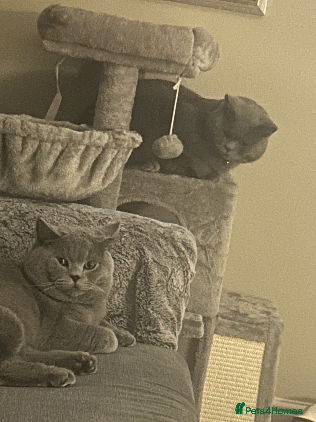 British Shorthair cats for sale: 2 x British Shorthair Cats GCCF BLH - Image 2