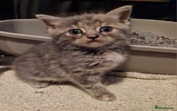 Mixed Breed cats for sale: 4 beautiful kittens  - Image 4