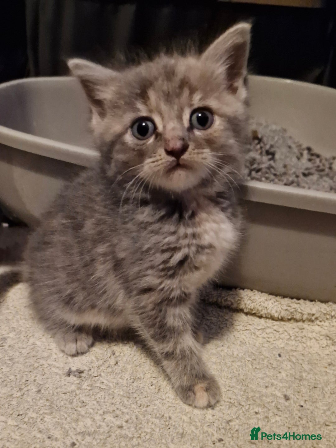 Mixed Breed cats for sale: 4 beautiful kittens  - Image 4