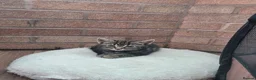 Mixed Breed cats for sale: 7 adorable kittens ready for a new home - Advert 9