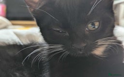 Mixed Breed cats for sale: Kitten Beau  - Image 12