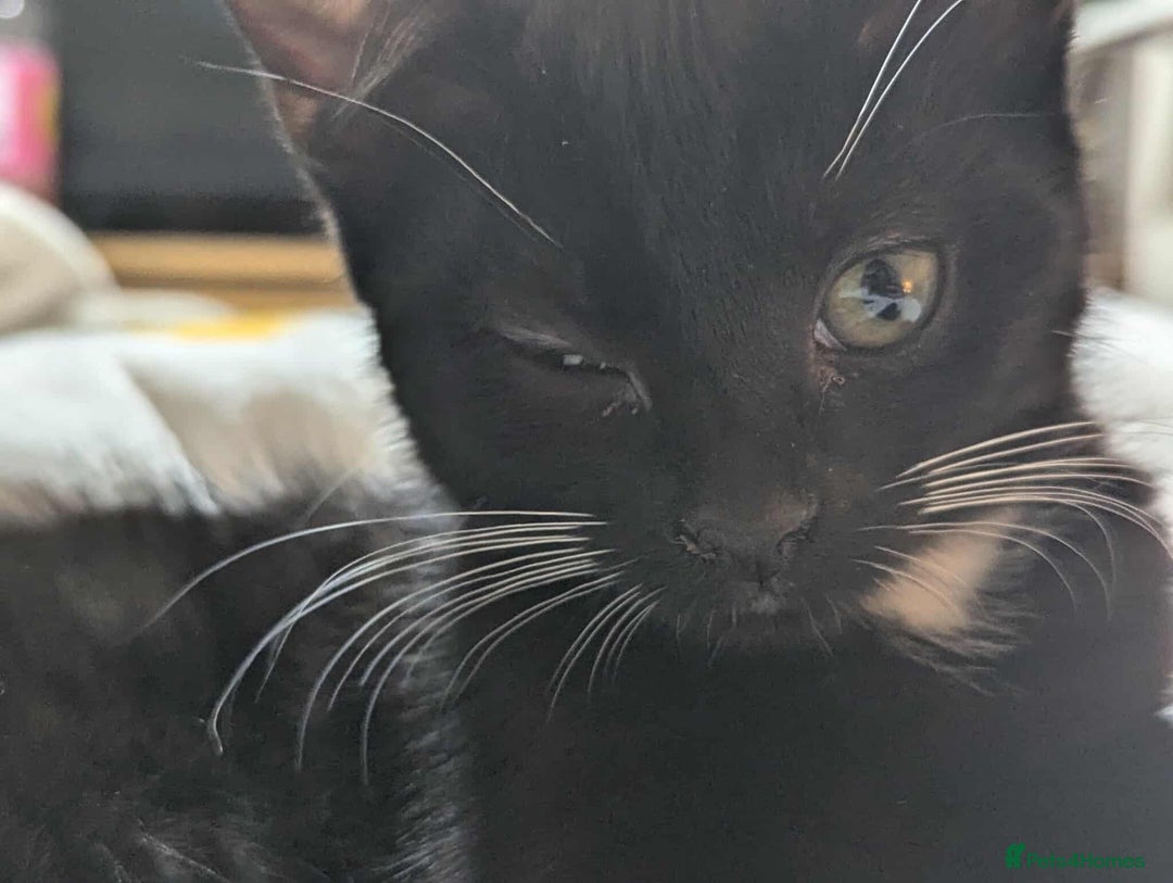 Mixed Breed cats for sale: Kitten Beau  - Image 12