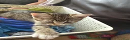 Domestic Shorthair cats for sale: 3mo Kittens: Vet Checked & Litter Trained - Advert 13