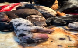 Dachshund dogs for sale: Mini dachshunds - 2 girls & 4 boys available - Image 5