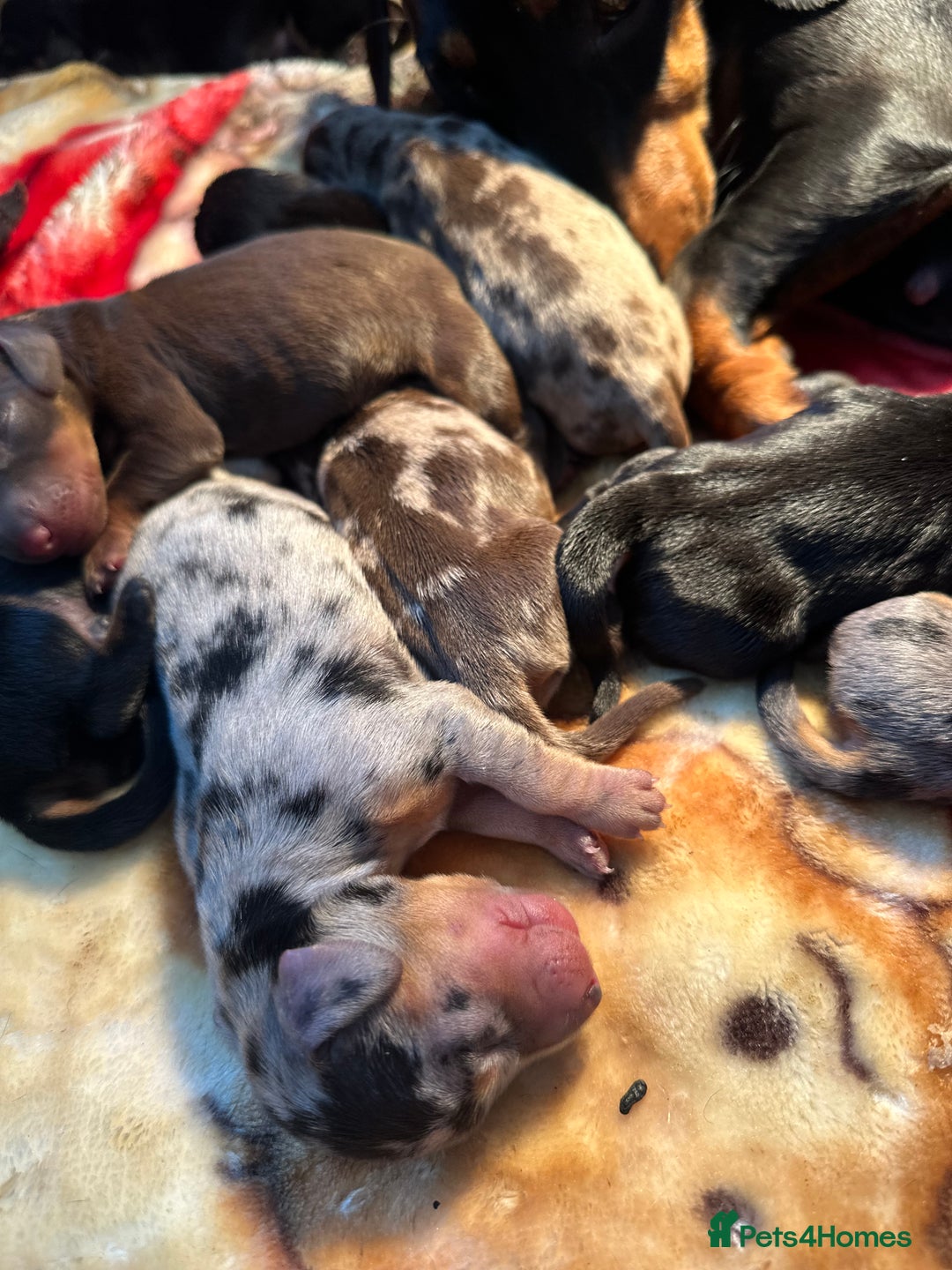 Dachshund dogs for sale: Mini dachshunds - 2 girls & 4 boys available - Image 5