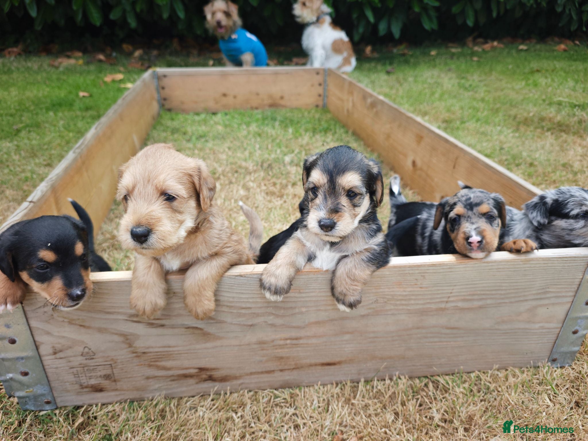 Mixed Breed dogs Loving Parsons Russell Cross Puppies  - Advert 1
