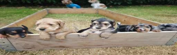 Mixed Breed dogs for sale: Loving Parsons Russell Cross Puppies  - Advert 1