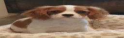 Cavalier King Charles Spaniel dogs for sale: Kc Reg Cavalier King Charles Spaniel puppy - Advert 2