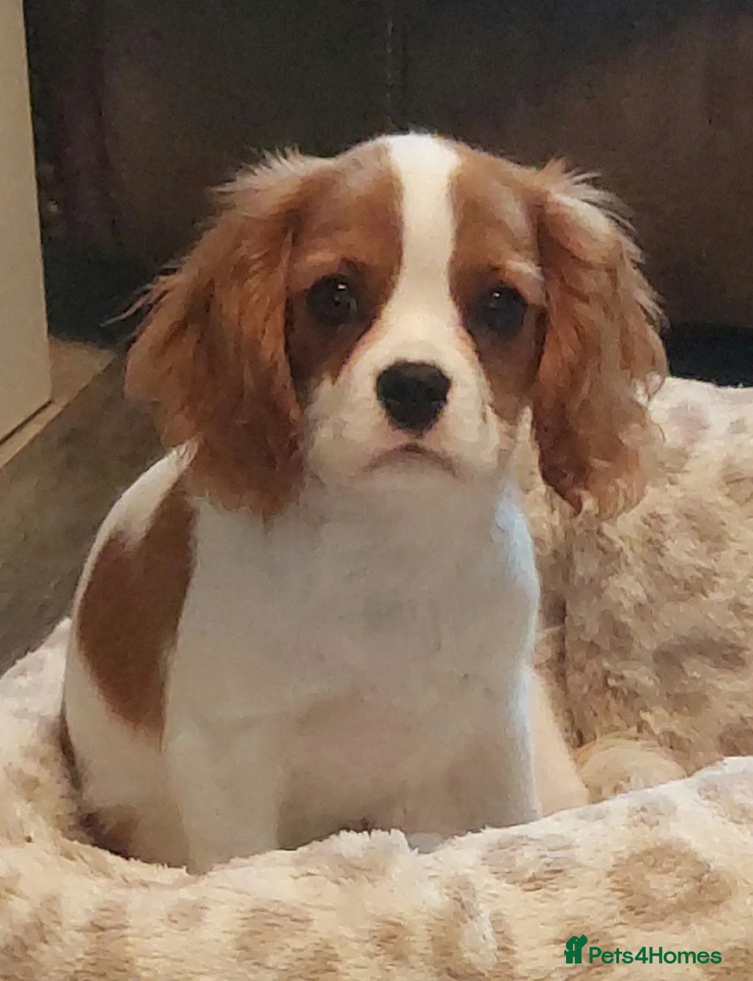 Cavalier King Charles Spaniel dogs for sale: Kc Reg Cavalier King Charles Spaniel puppy - Advert 2