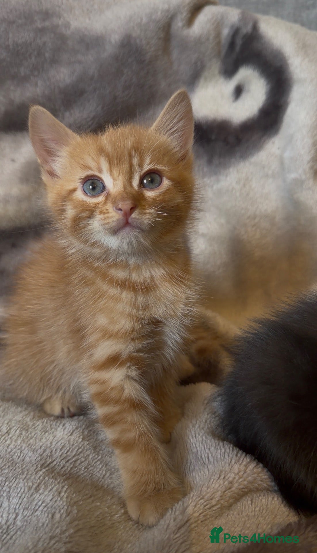 Mixed Breed cats 3 Kittens Looking for there forever home - Advert 1