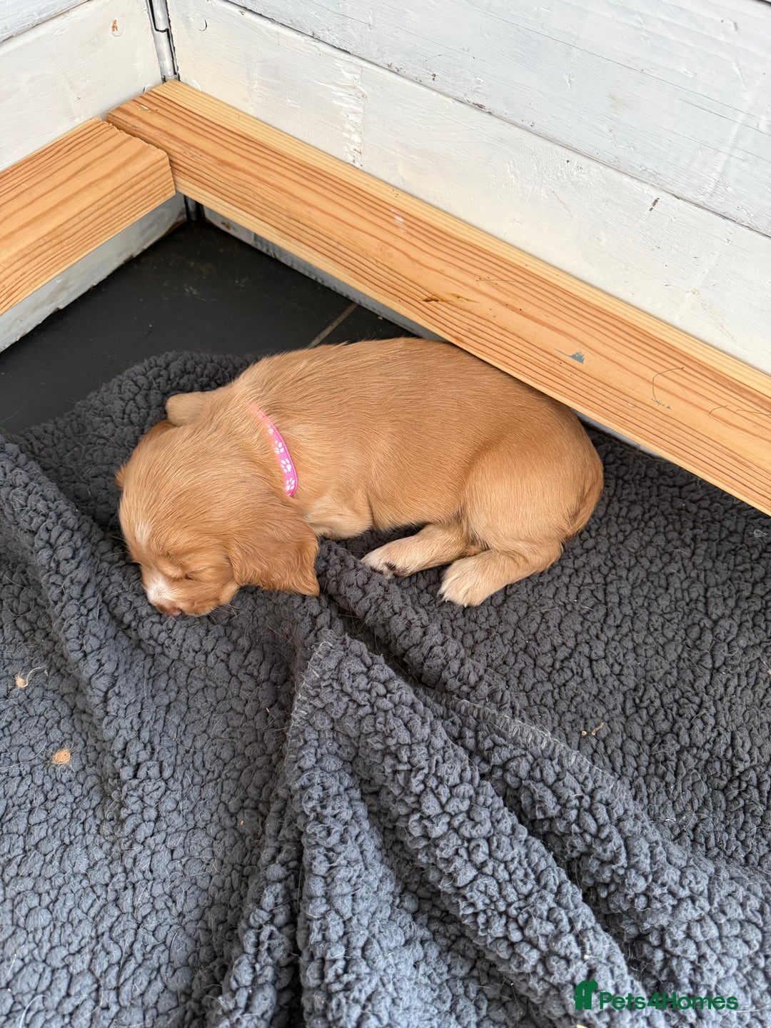 Cocker Spaniel dogs for sale: Cocker spaniel puppies for sale  - Image 18