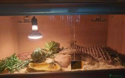 King Snake reptiles for sale: King snake for sale - Image 2