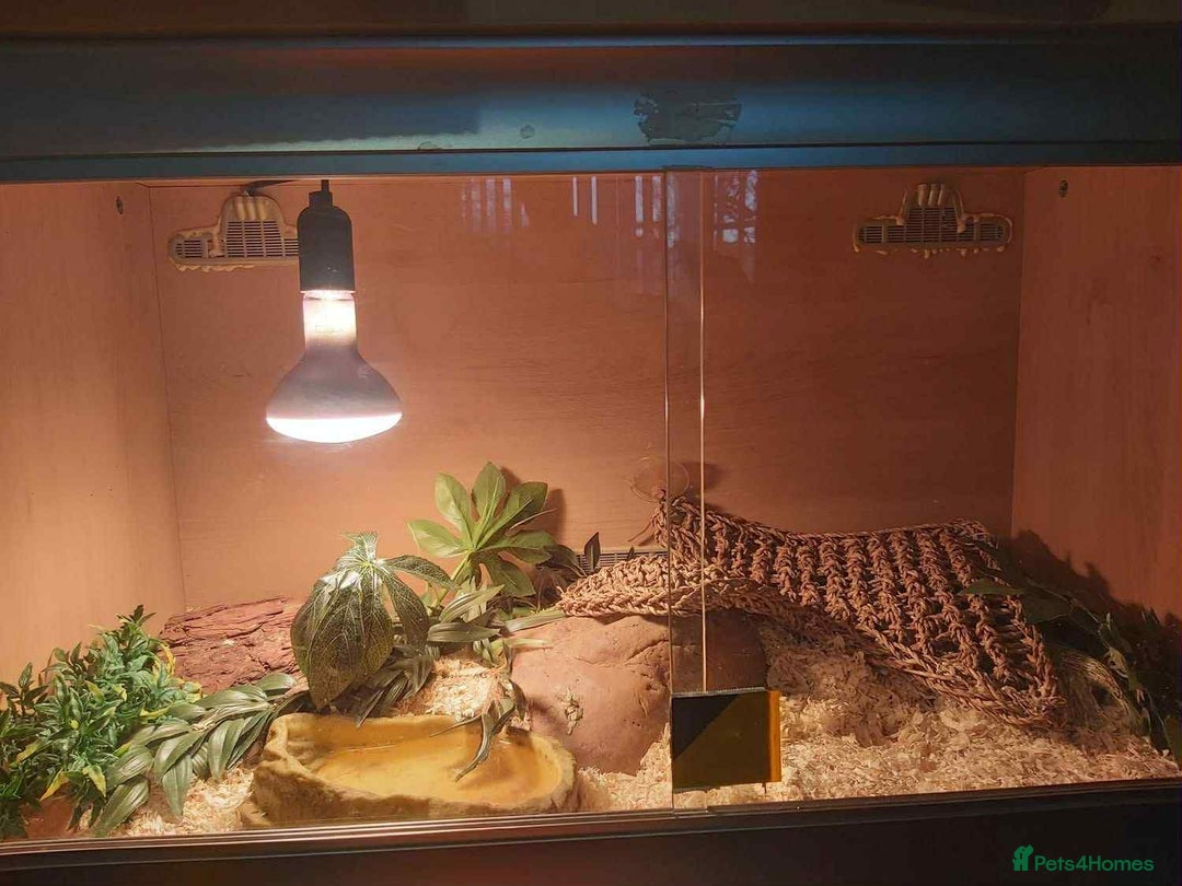 King Snake reptiles for sale: King snake for sale - Image 2