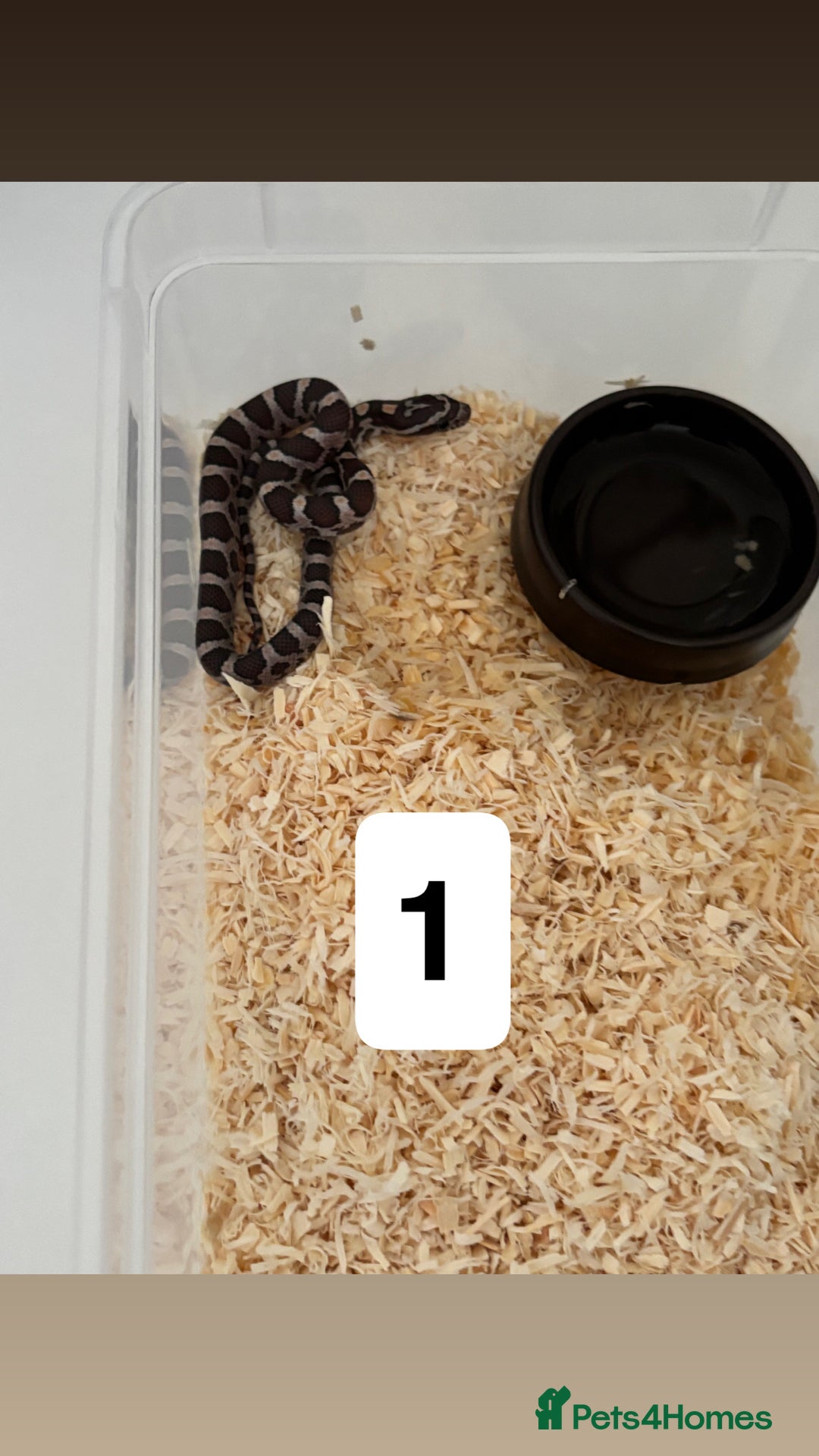 Corn Snake reptiles for sale: Baby corn snakes - Image 4