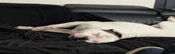 American Bulldog dogs for sale: American bulldog puppies - Advert 17