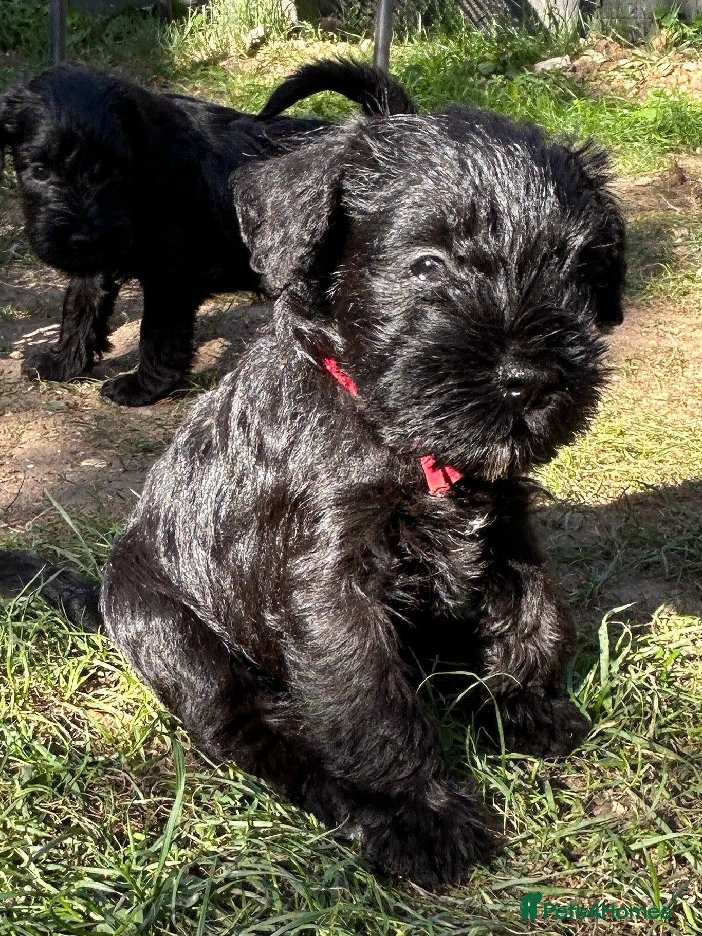 Miniature Schnauzer dogs Adorable KC registered Miniature Schnauzer Pupps - Advert 7