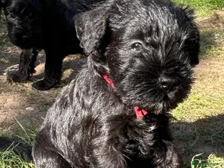 Miniature Schnauzer dogs Adorable KC registered Miniature Schnauzer Pupps - Advert 3