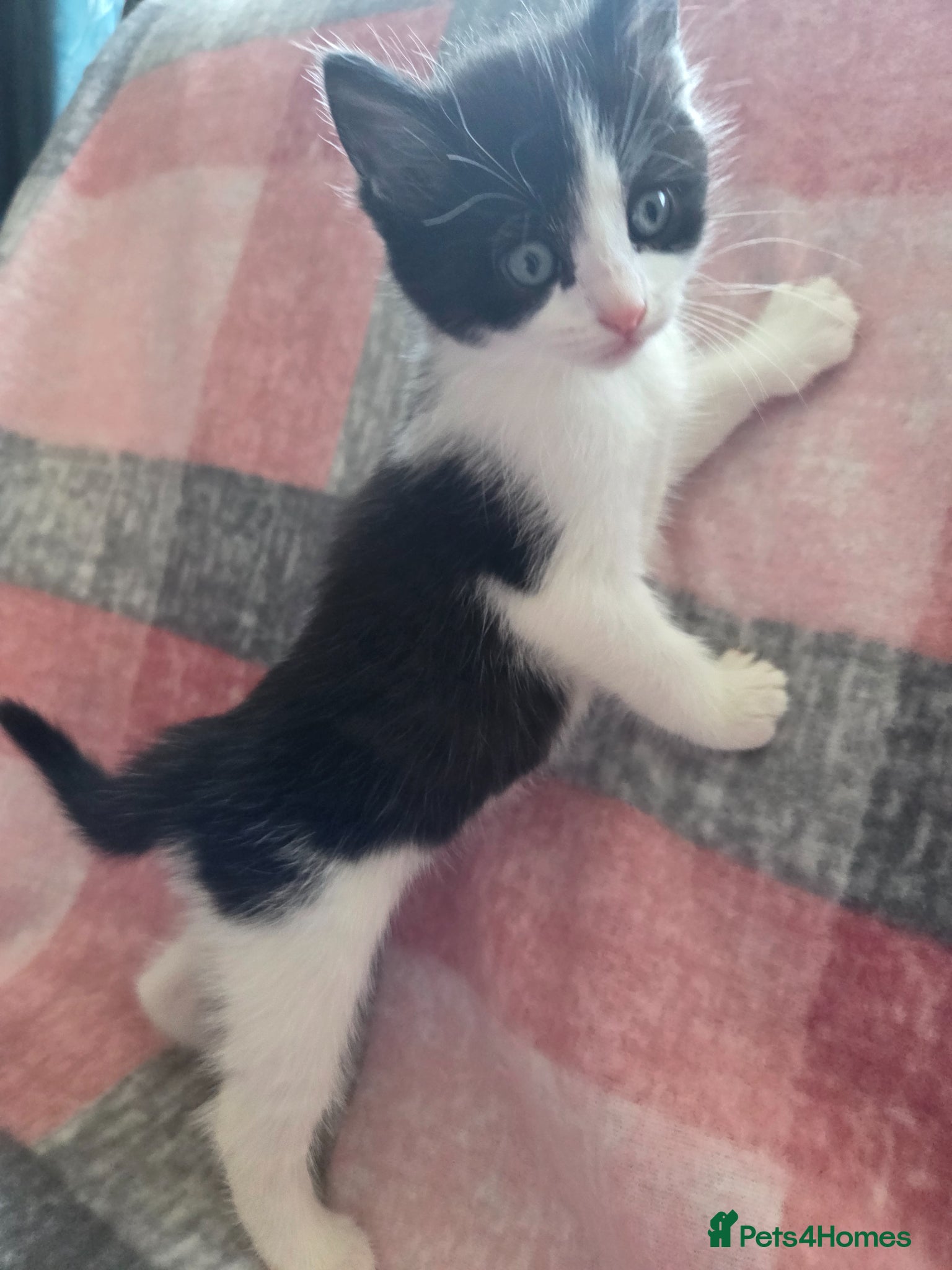 Mixed Breed cats 2 Beautiful Female Kittens –Ready Now,Vet Checked  - Advert 1