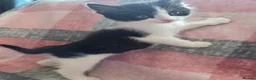 Mixed Breed cats for sale: Adorable Kittens Looking for Loving Homes  - Advert 3