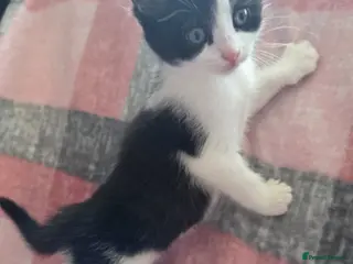 Mixed Breed cats 2 Beautiful Female Kittens –Ready Now,Vet Checked - Advert 1