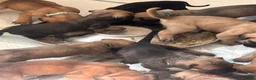 Presa Canario dogs for sale: Presa Canario Puppies Availale  - Advert 20