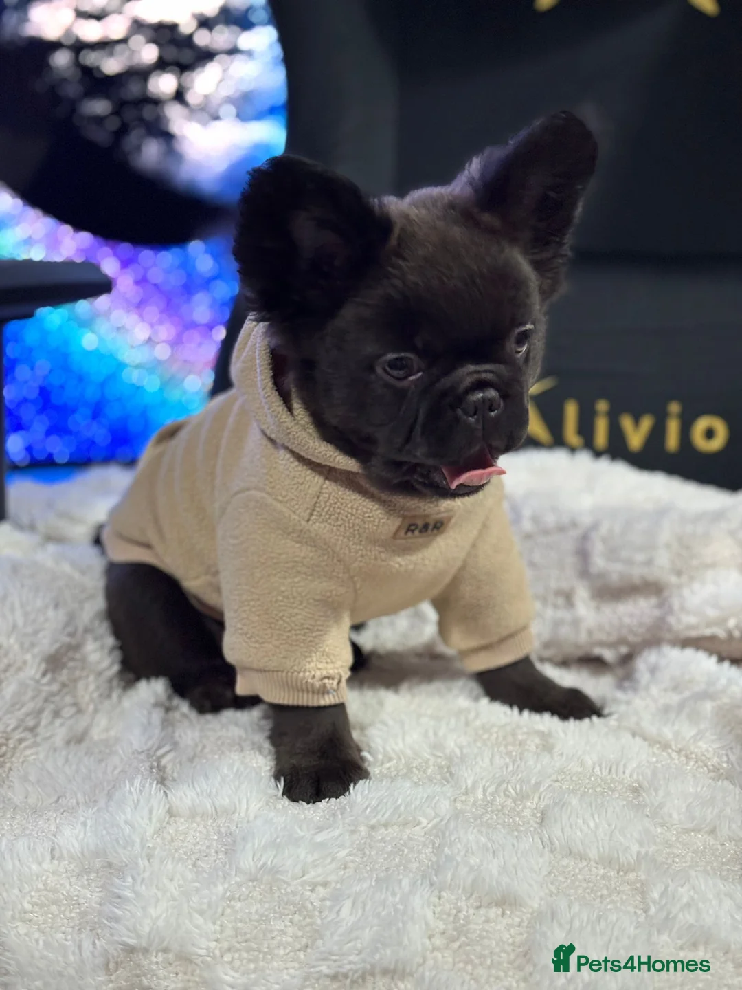 French Bulldog dogs for sale: ‘Waffles’ 🧇 The fluffy frenchie in Newport - Advert 1