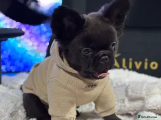 French Bulldog dogs ‘Waffles’ 🧇 The fluffy frenchie - Advert 1