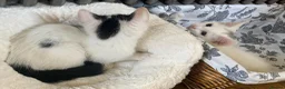 Turkish Van cats for sale: Gorgeous Turkish Van Kittens in Potters Bar - Advert 10