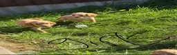 Cocker Spaniel dogs for sale: Cocker spaniel puppies  in Maldon - Advert 6
