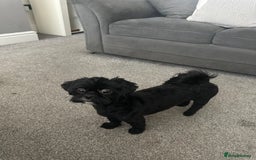 Shih Tzu dogs for sale: 🐾 Beautiful Shih Tzu Puppies🐾 - Image 20