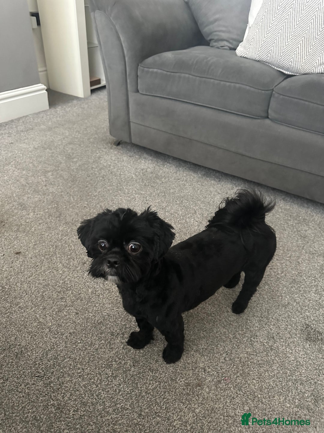 Shih Tzu dogs for sale: 🐾 Beautiful Shih Tzu Puppies🐾 - Image 20
