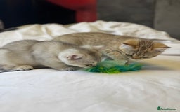 British Shorthair cats for sale: BSH kitten classic & chinchilla bloodline - Image 15