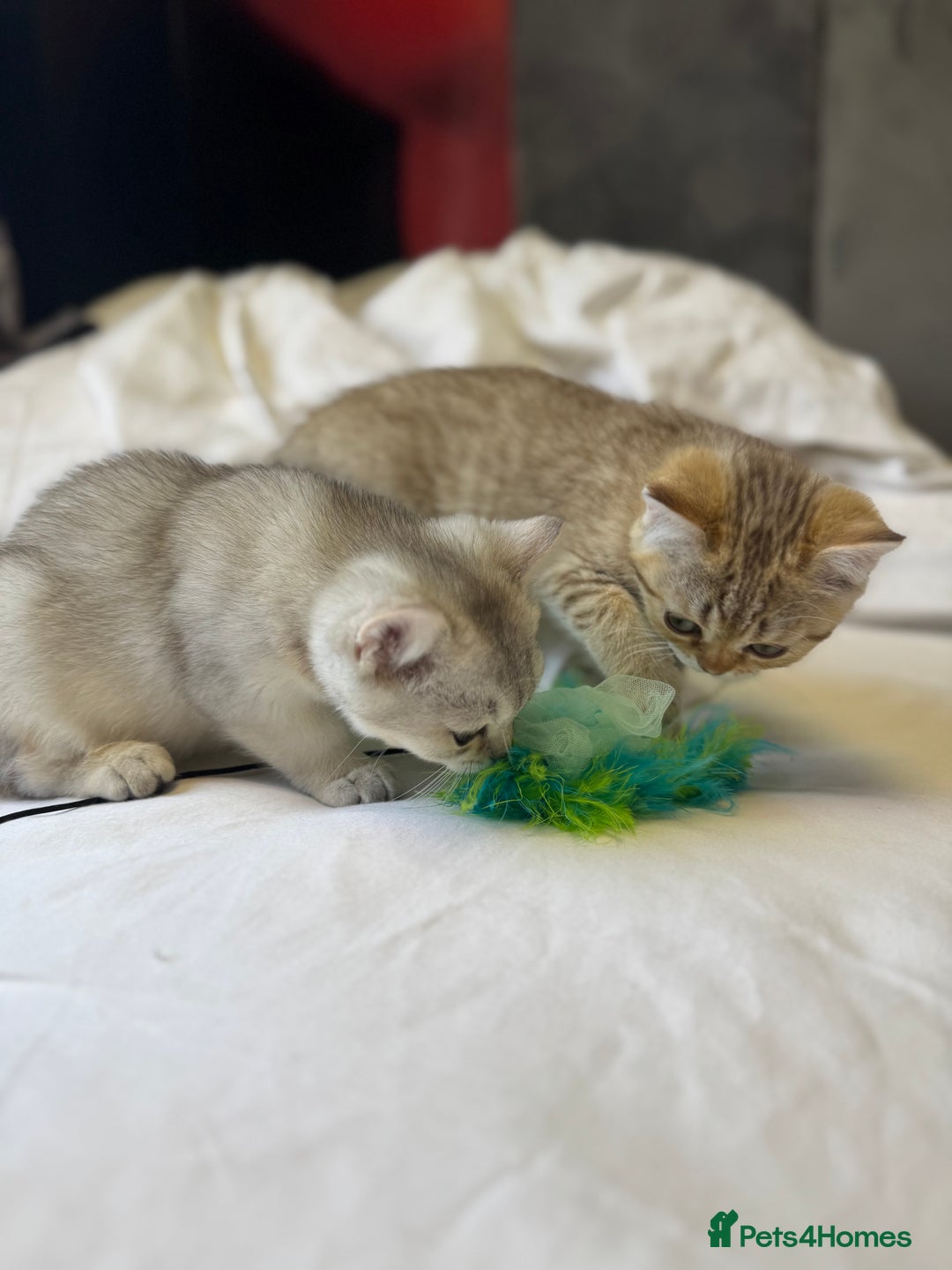 British Shorthair cats for sale: BSH kitten classic & chinchilla bloodline - Image 15