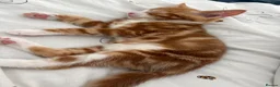 Mixed Breed cats for sale: 2 female kittens  in Great Yarmouth - Advert 4