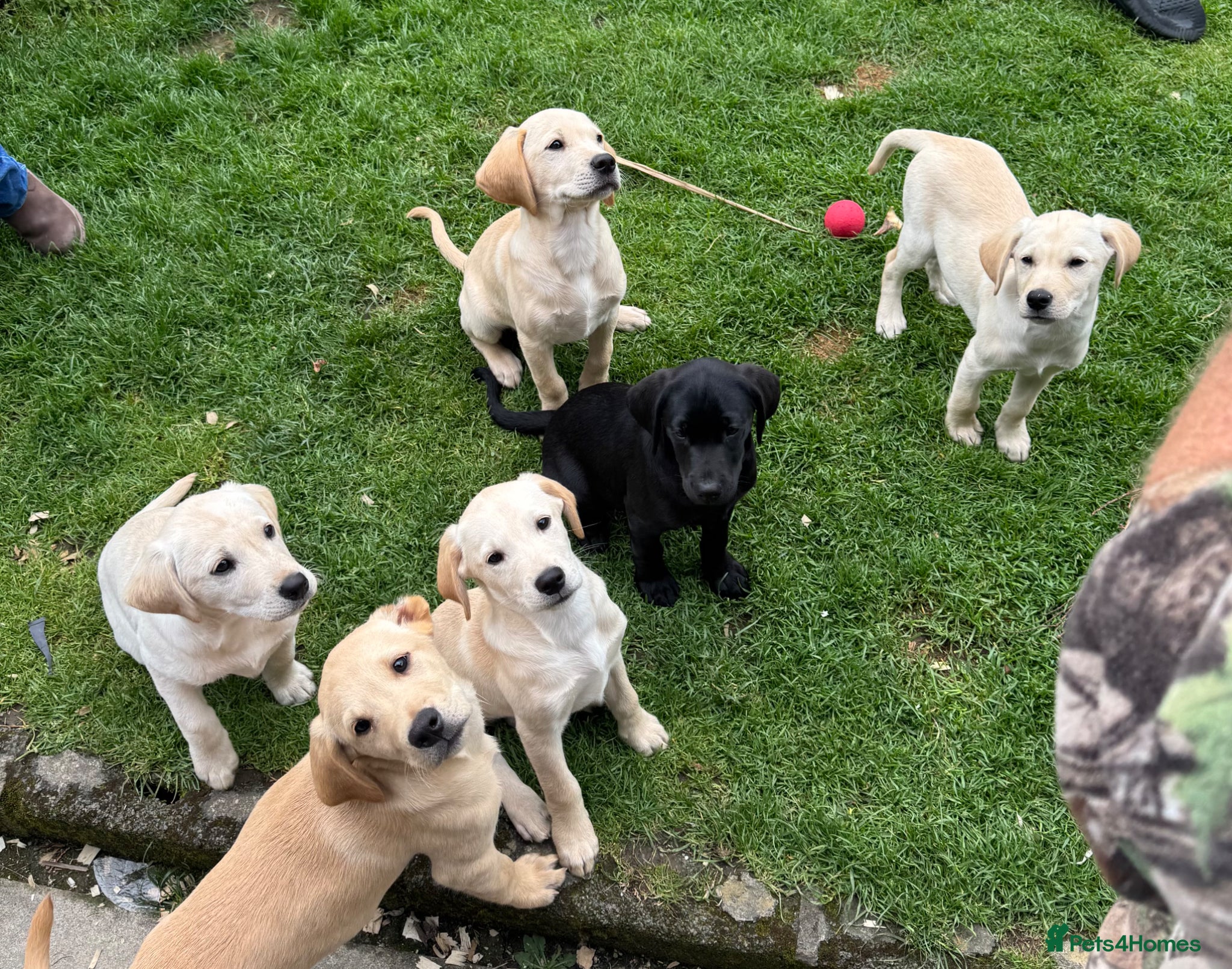 Labrador Retriever dogs for sale: Labradors in Tywyn - Advert 4