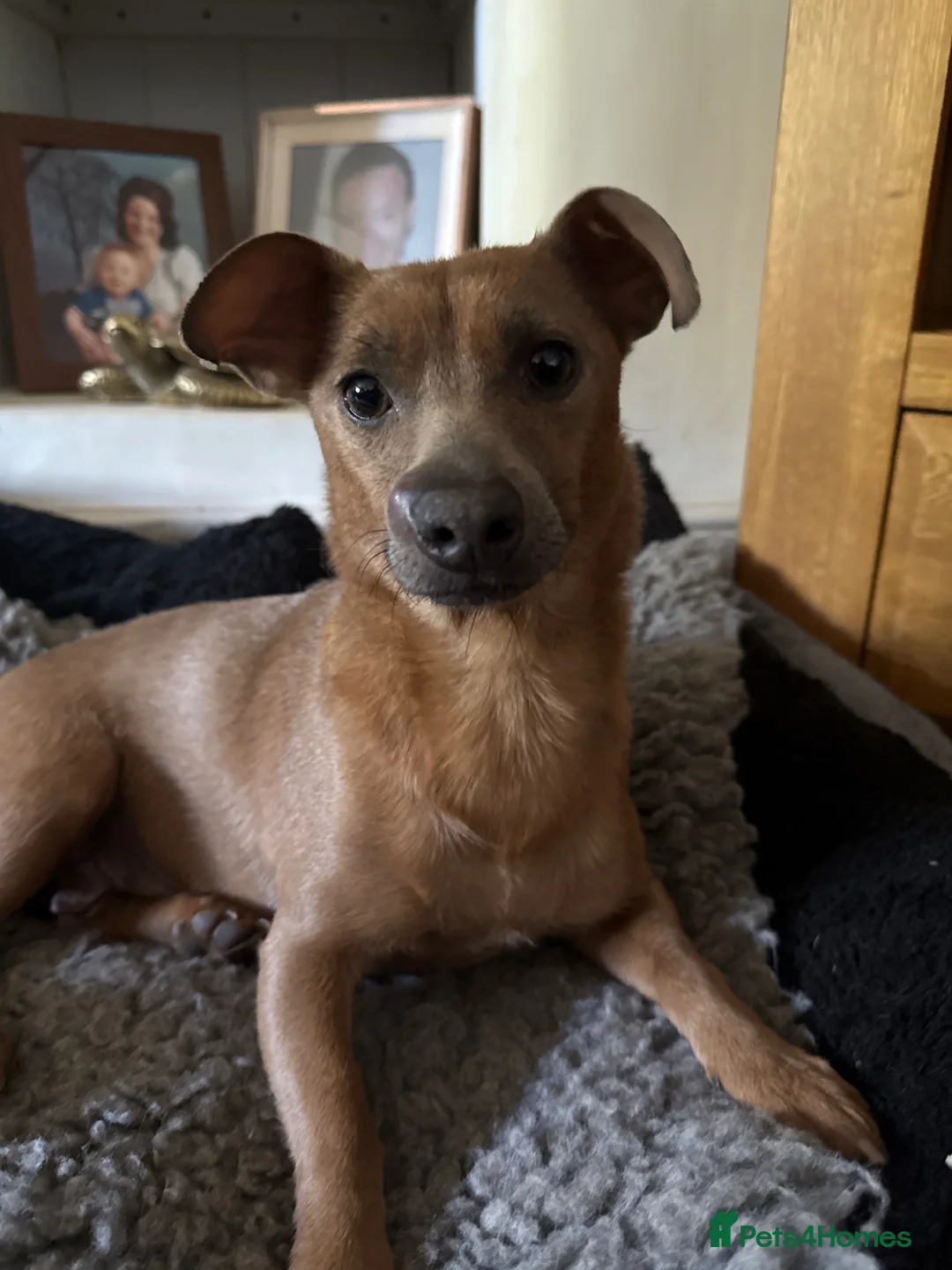 Jack Russell dogs for sale: Two female Jack Russells  - Advert 5