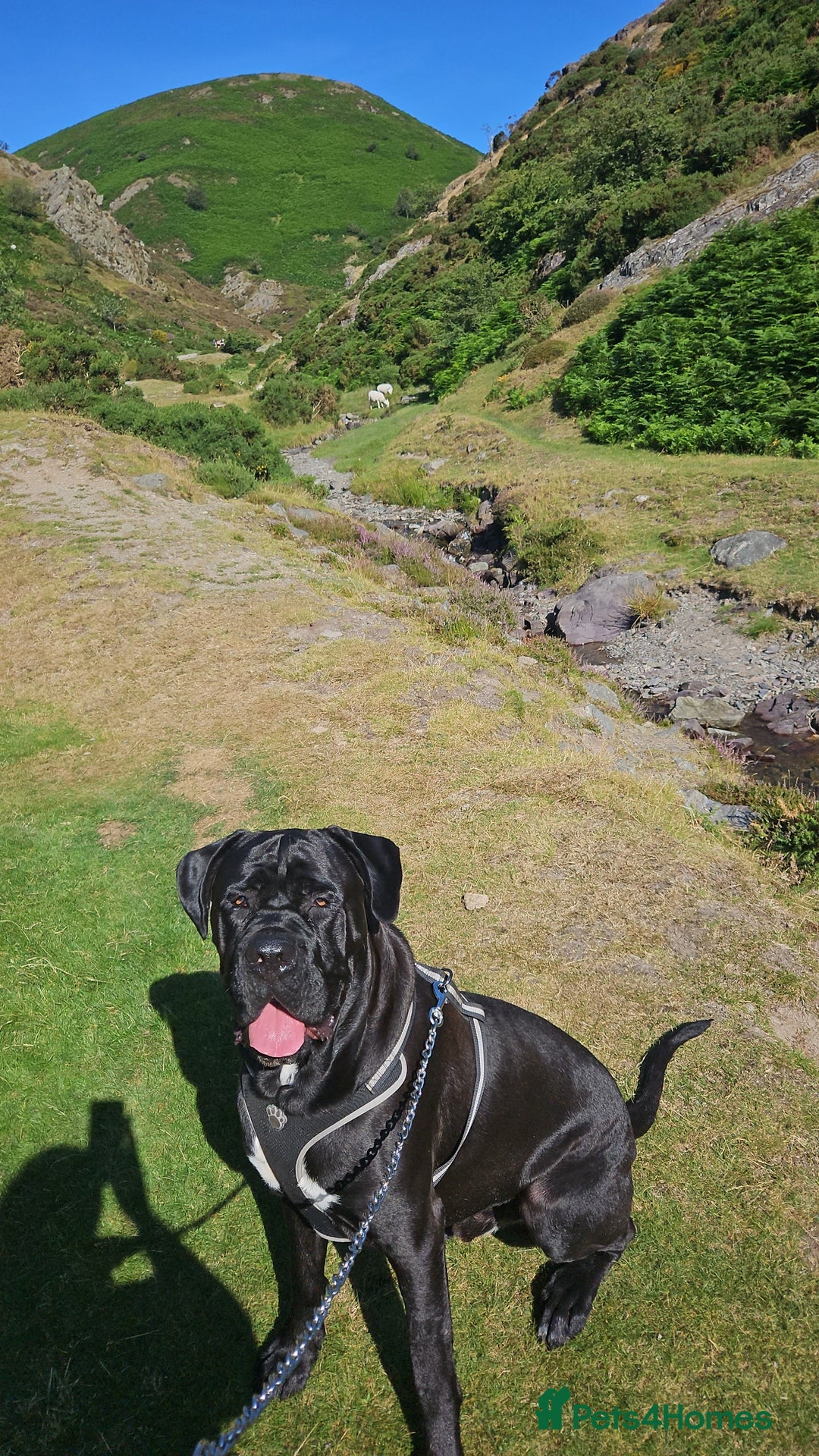 Cane Corso dogs for stud: Unique * champion breed * cane corso  - Image 9