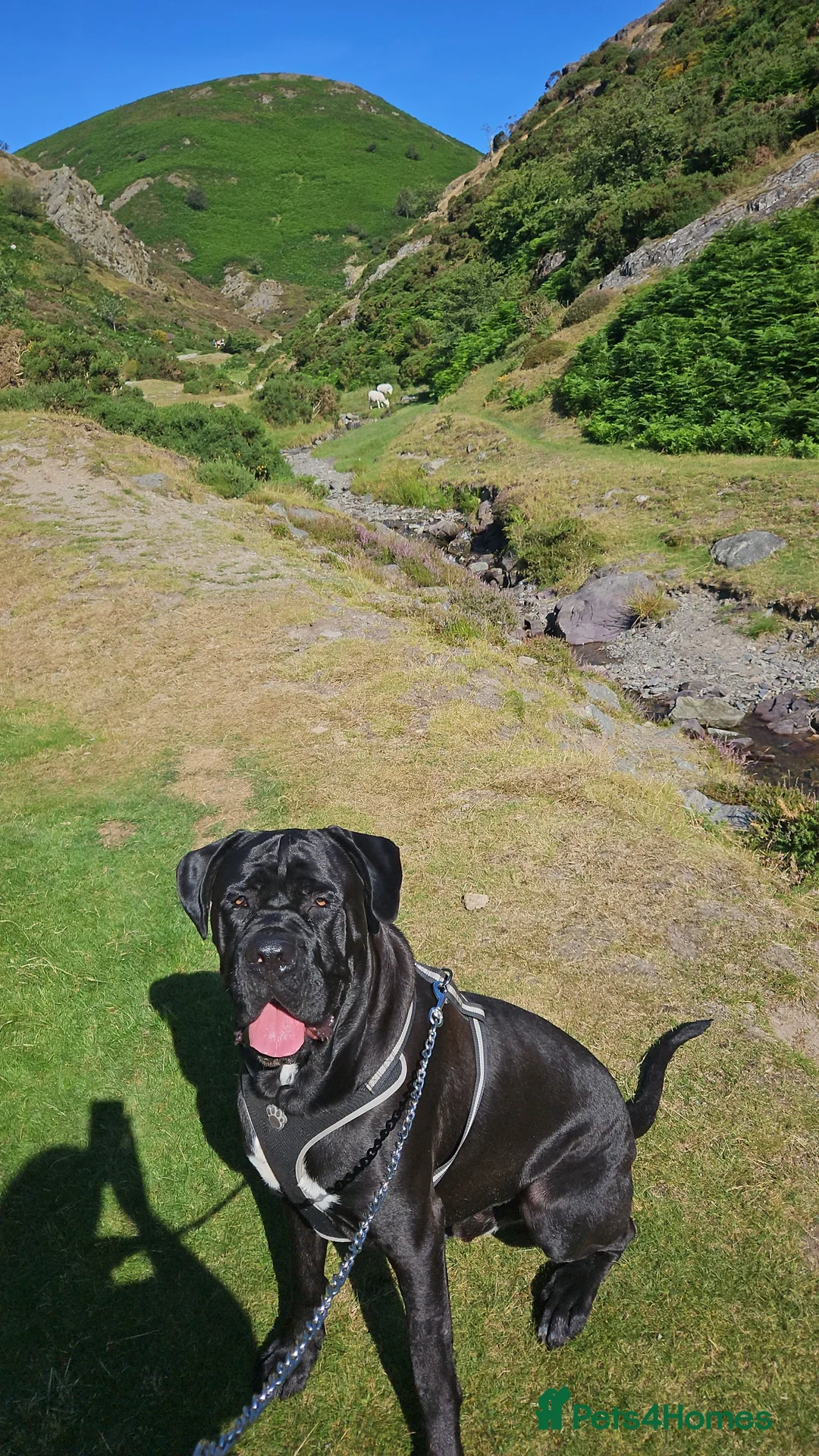 Cane Corso dogs for stud: Unique * champion breed * cane corso  - Advert 9