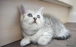British Shorthair cats for sale: STUNNING British Shorthair Kittens Silver Tabbies - Image 14
