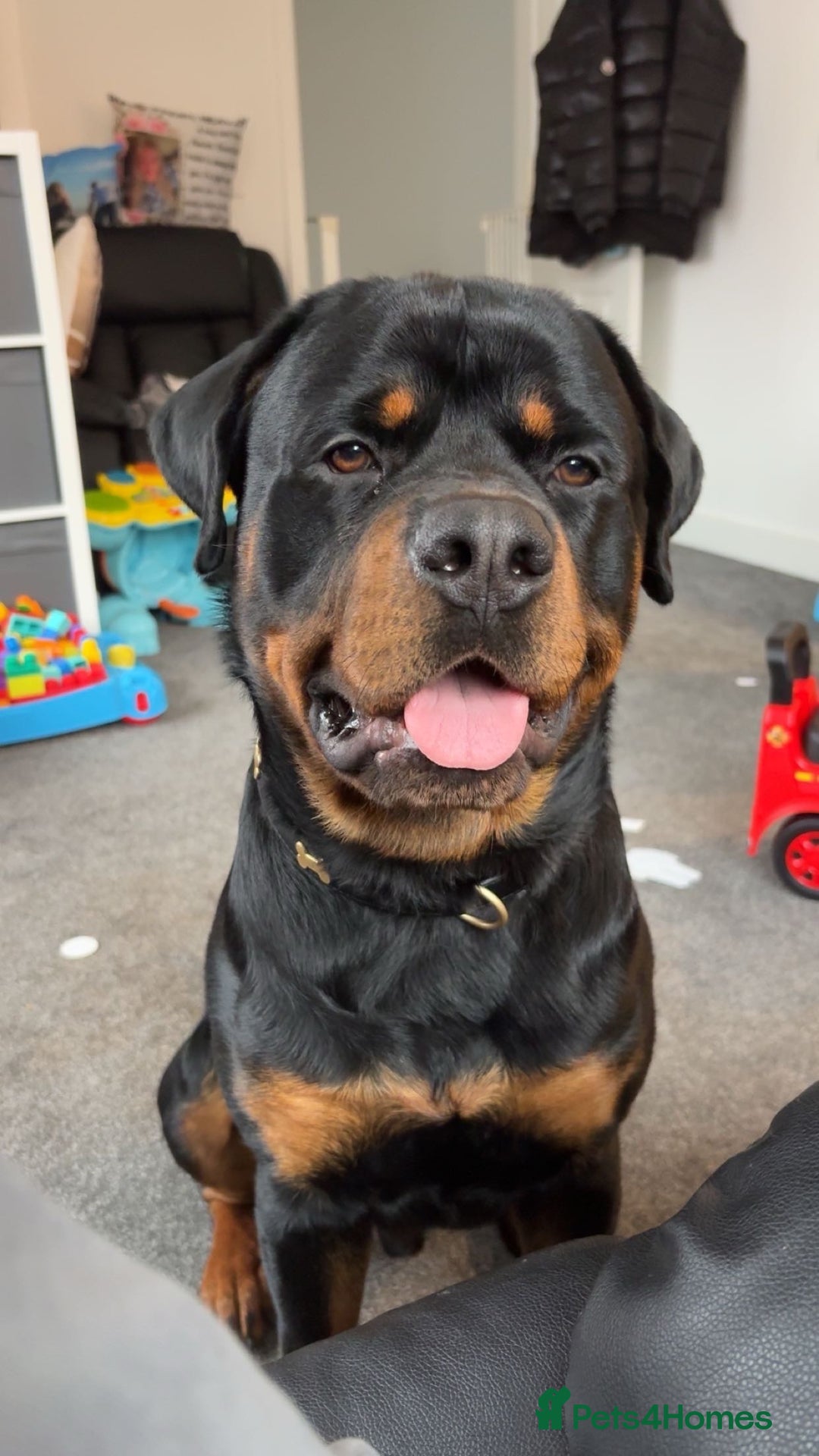 Rottweiler dogs for stud: Rottweiler stud male - Advert 4
