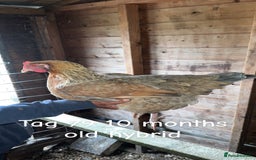 Chickens poultry for sale: Hybrid/ cross breed hens for sale - Image 16