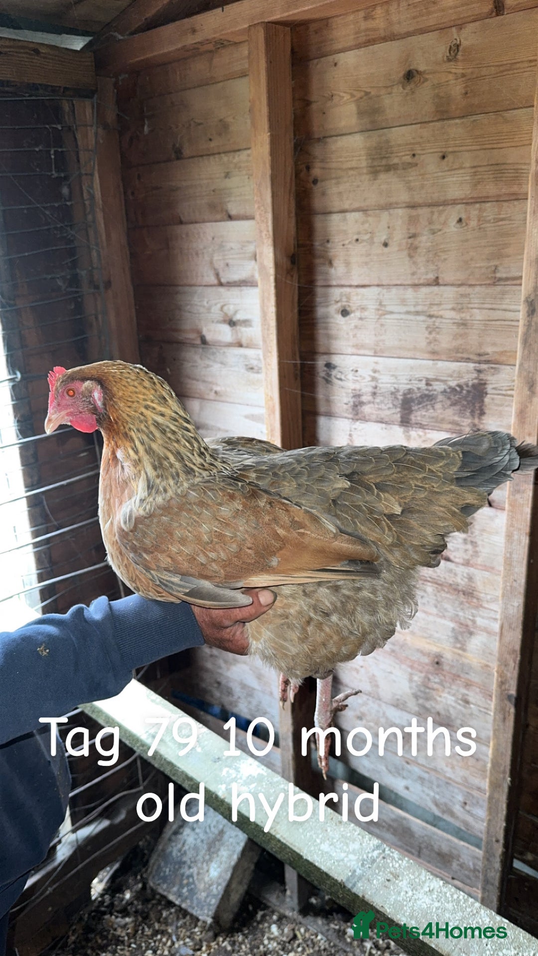 Chickens poultry for sale: Hybrid/ cross breed hens for sale - Image 16