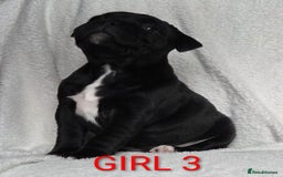 Staffordshire Bull Terrier dogs for sale: KC registered Champions Bloodline Show Quality  - Image 1